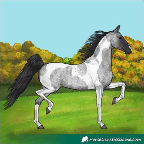 Horse Color:Blue Roan Tobiano 