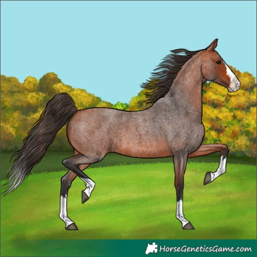 Horse Color:Bay Roan Splash