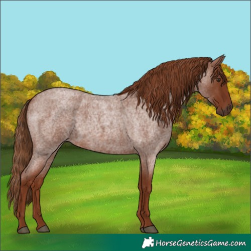 Horse Color:Red Roan