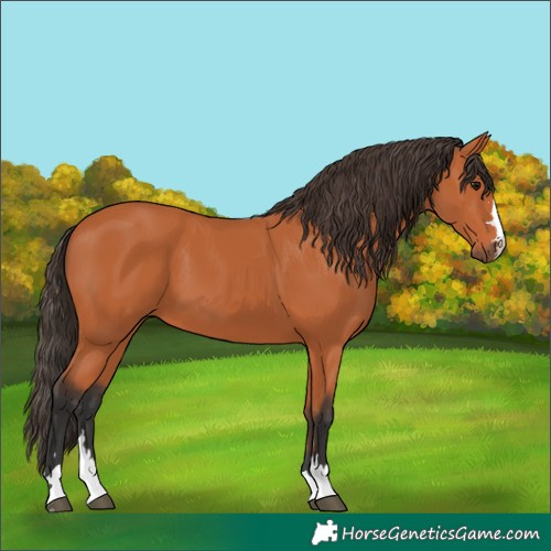 Horse Color:Bay 