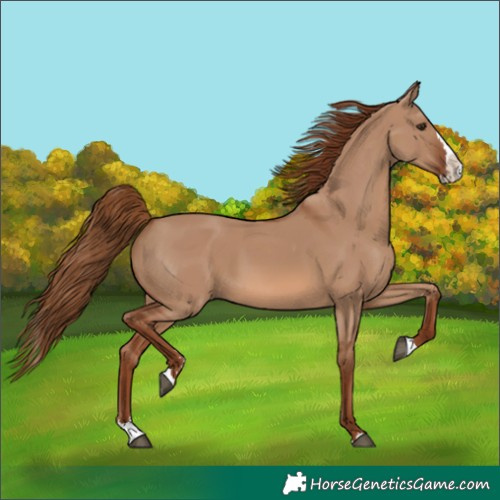 Horse Color:Red Dun Splash