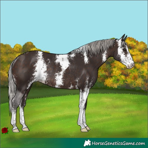 Horse Color:Silver Brown Sabino Rabicano 