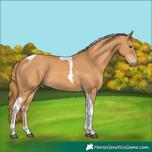 Horse Color:Chestnut Tobiano 
