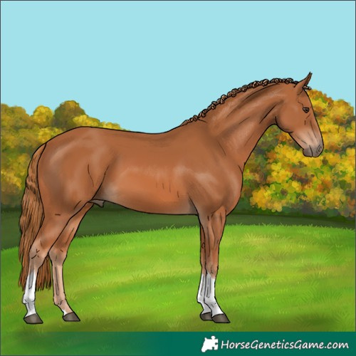 Horse Color:Chestnut Tobiano 
