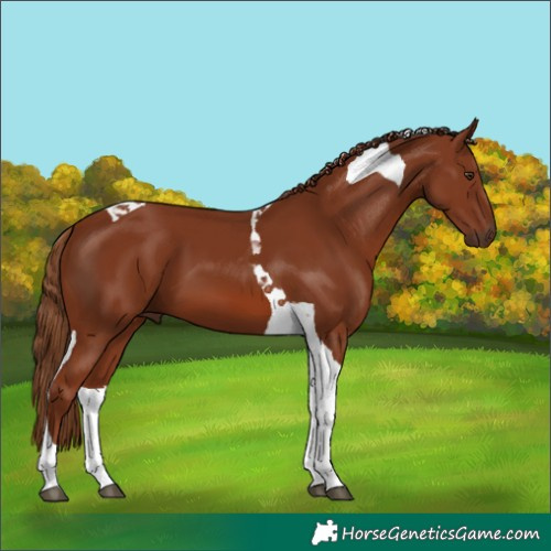 Horse Color:Chestnut Tobiano 