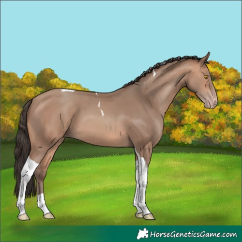 Horse Color:Unknown 