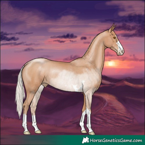 Horse Color:Silver Black Pearl Rabicano 
