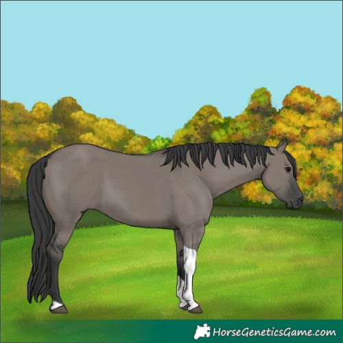 Horse Color:Grullo Tobiano