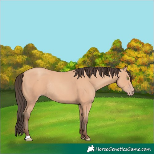 Horse Color:Amber Champagne Rabicano