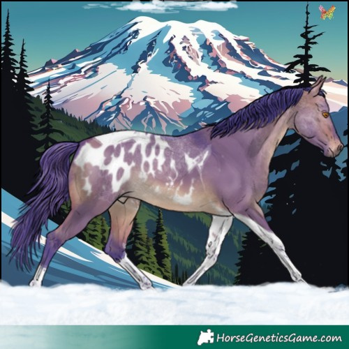 Horse Color:Gray Watercolor Buckskin Dun Tobiano Appaloosa 