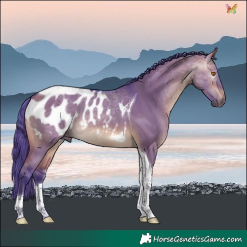 Horse Color:Gray Watercolor Buckskin Dun Tobiano Blanket