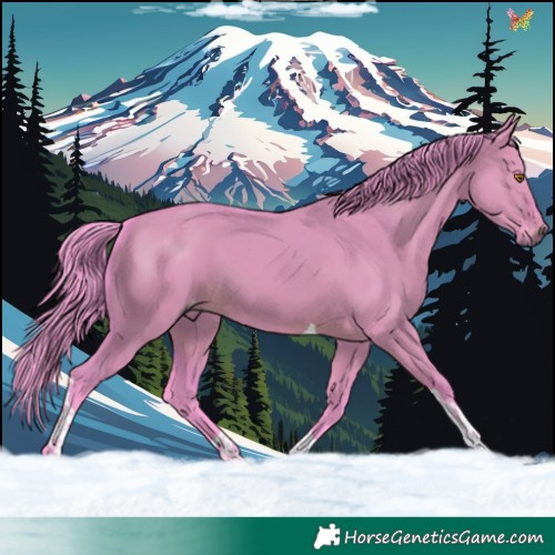 Horse Color:Gray Watercolor Brown Dun Tobiano Appaloosa 