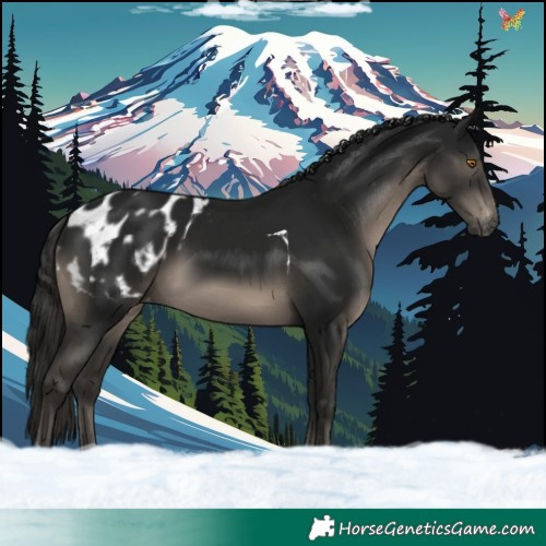 Horse Color:Gray Black Tobiano Appaloosa 