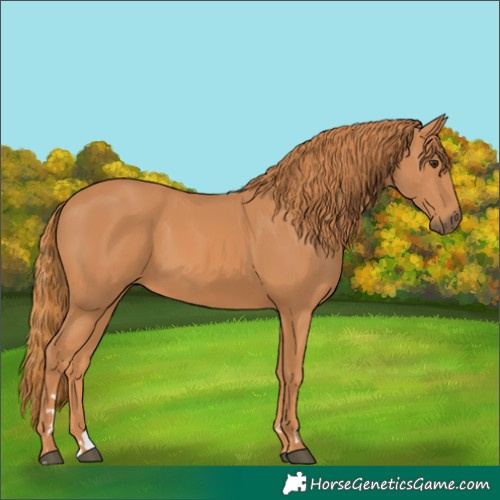 Horse Color:Chestnut 