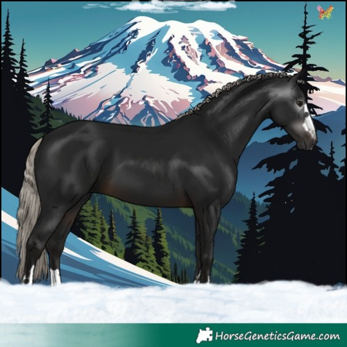 Horse Color:Gray Silver Brown 