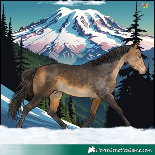 Horse Color:Buckskin 