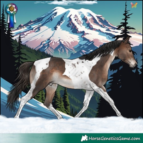 Horse Color:Brown Tobiano