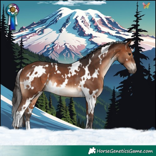 Horse Color:White Spotted Brown