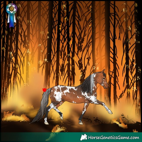 Horse Color:White Spotted Bay