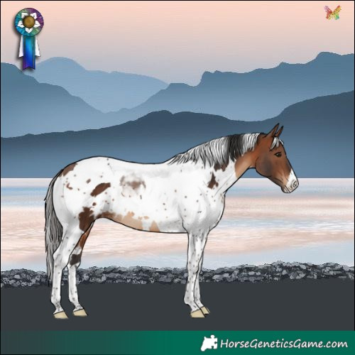 Horse Color:White Spotted Brown Tobiano 