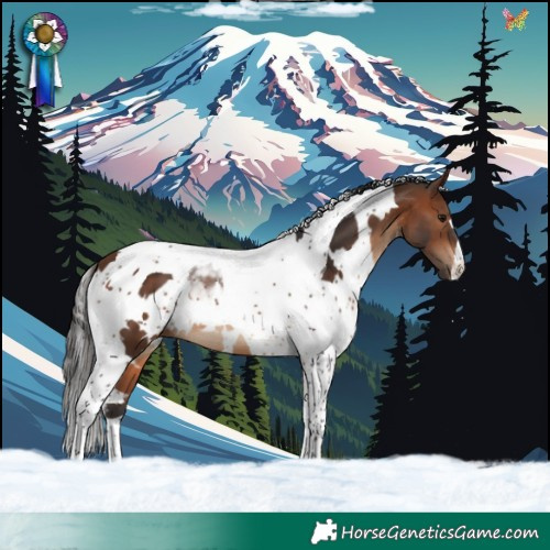 Horse Color:White Spotted Brown Tobiano