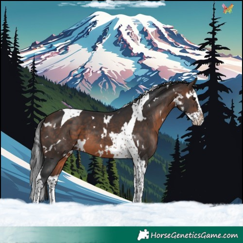 Horse Color:White Spotted Brown Splash Tobiano 