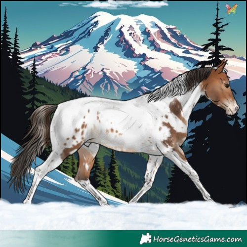 Horse Color:White Spotted Bay Tobiano Appaloosa 