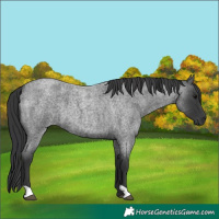 Horse Color:Blue Roan 