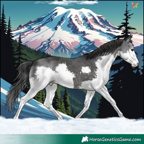 Horse Color:Black Splash 