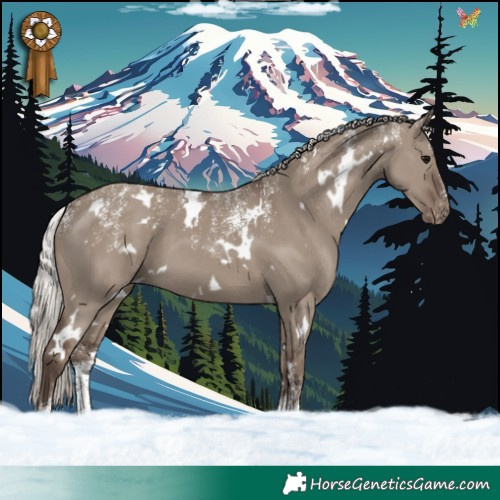 Horse Color:Powder White White Spotted Silver Grullo Appaloosa 