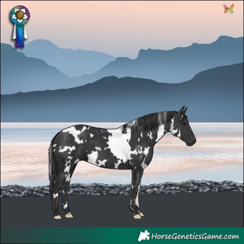 Horse Color:White Spotted Black