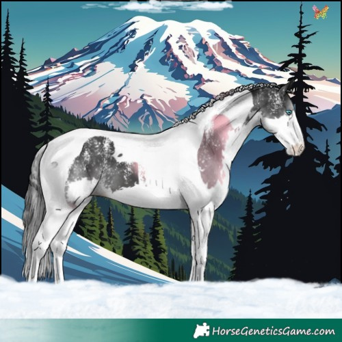 Horse Color:Powder White Black Splash Tobiano