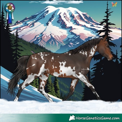 Horse Color:White Spotted Brown 