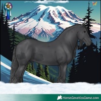 Horse Color:Black Merle