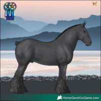 Horse Color:Black Merle