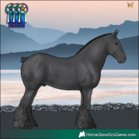 Horse Color:Black Merle 