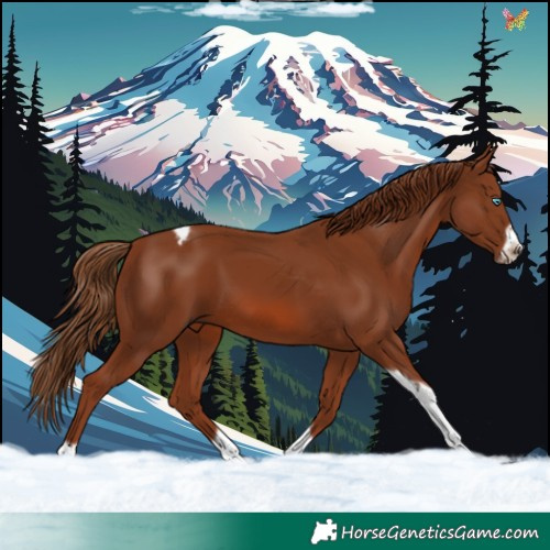 Horse Color:Chestnut Tobiano Frame