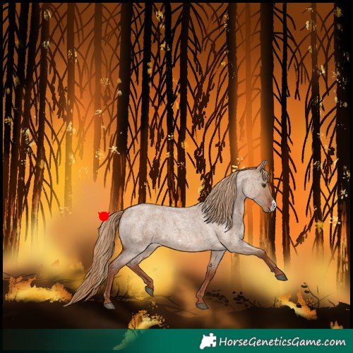Horse Color:Red Dun Roan Frame Rabicano 