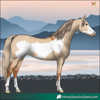 Horse Color:Red Dun Frame 