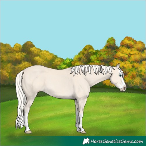 Horse Color:Cremello Splash  and Cremello Splash 