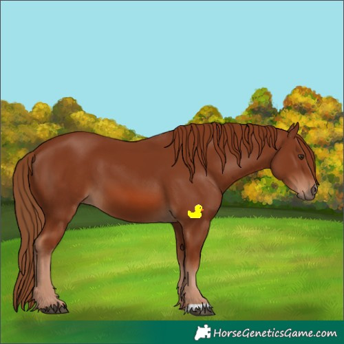 Horse Color:Chestnut 