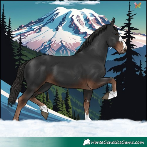Horse Color:Liver Chestnut 