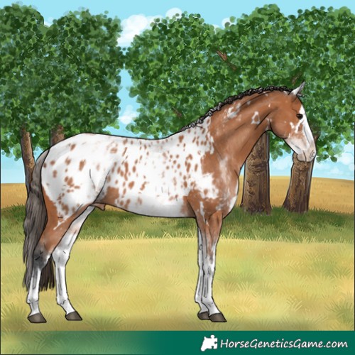 Horse Color:White Spotted Bay Splash Appaloosa 