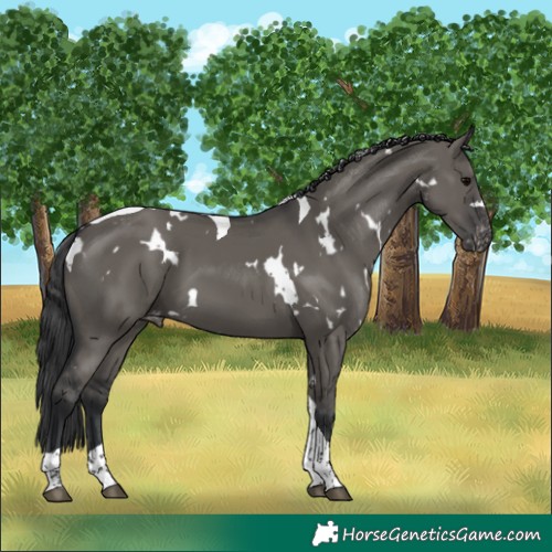 Horse Color:White Spotted Grullo Tobiano Varnish 