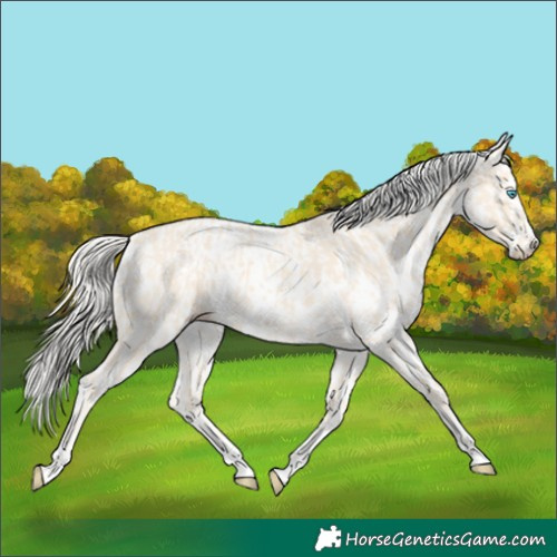 Horse Color:Cremello Splash  and Cremello Splash Appaloosa 