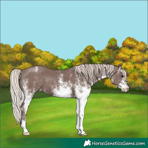 Horse Color:White Spotted Chocolate Silver Black Appaloosa