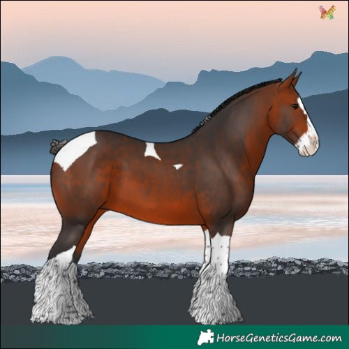 Horse Color:Bay Splash Tobiano