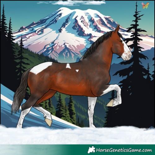 Horse Color:Bay Splash Tobiano 