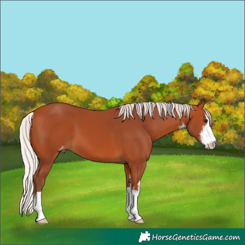 Horse Color:White Spotted Chocolate Silver Bay Appaloosa