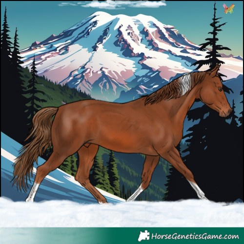 Horse Color:Chestnut Tobiano